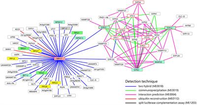 Variation in Membrane Trafficking Linked to SNARE AtSYP51 Interaction With Aquaporin NIP1;1